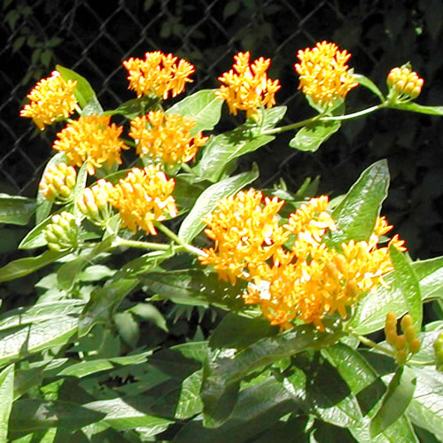 Asclepias tuberosa Hello Yellow